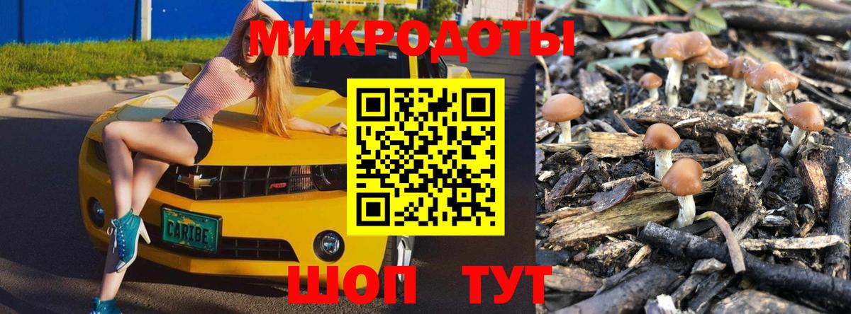 Галлюциногенные грибы Psilocybine cubensis Петрозаводск